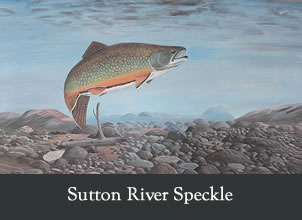 sutton river speckle